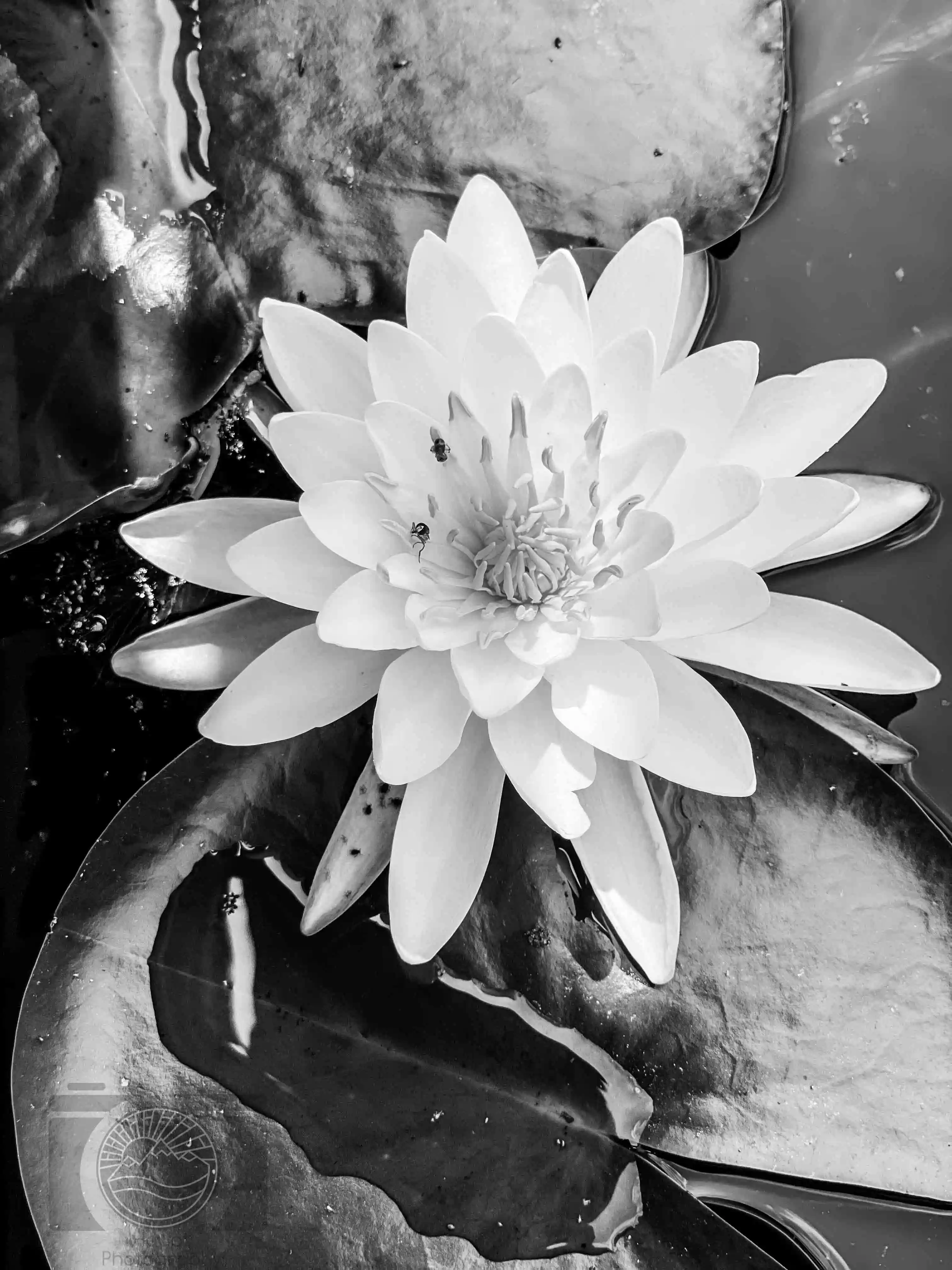 Water Lilly